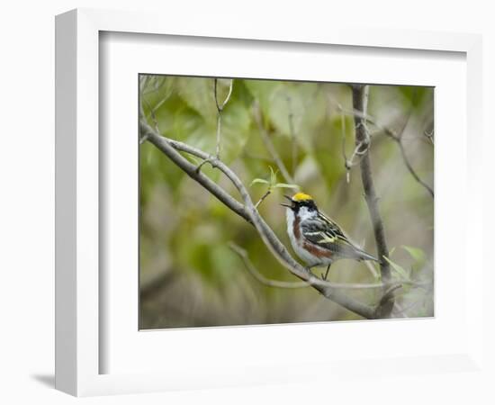 Chestnut-sided Warbler, Magee Marsh Wildlife Area, Oregon, Ohio-Maresa Pryor-Framed Photographic Print