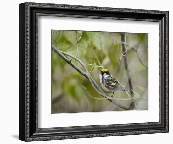 Chestnut-sided Warbler, Magee Marsh Wildlife Area, Oregon, Ohio-Maresa Pryor-Framed Photographic Print