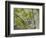 Chestnut-sided Warbler, Magee Marsh Wildlife Area, Oregon, Ohio-Maresa Pryor-Framed Photographic Print