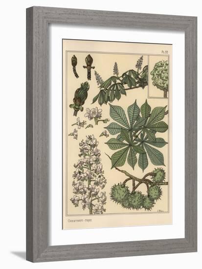 Chestnut Tree Botanical Study, 1897 (Lithograph)-Eugene Grasset-Framed Giclee Print