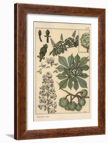 Chestnut Tree Botanical Study, 1897 (Lithograph)-Eugene Grasset-Framed Giclee Print