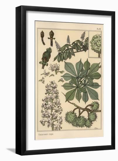 Chestnut Tree Botanical Study, 1897 (Lithograph)-Eugene Grasset-Framed Giclee Print