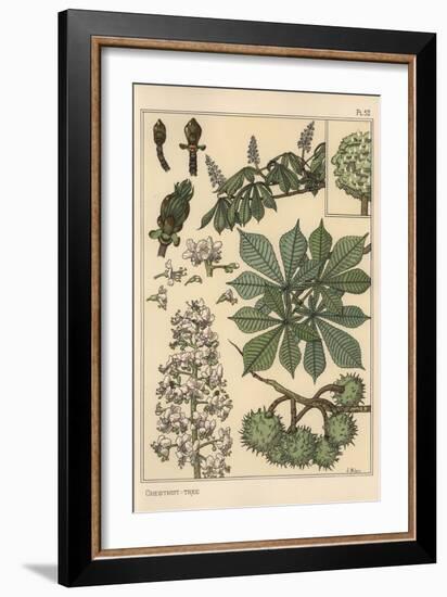 Chestnut Tree Botanical Study, 1897 (Lithograph)-Eugene Grasset-Framed Giclee Print