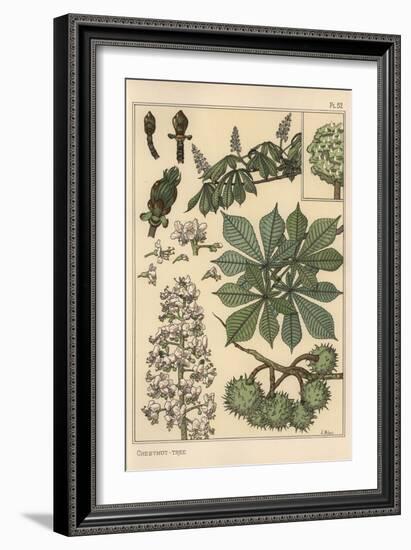 Chestnut Tree Botanical Study, 1897 (Lithograph)-Eugene Grasset-Framed Giclee Print