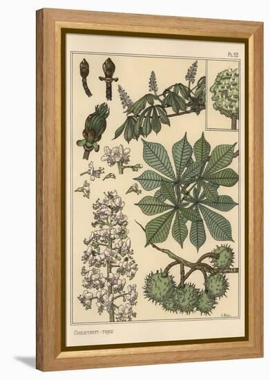 Chestnut Tree Botanical Study, 1897 (Lithograph)-Eugene Grasset-Framed Premier Image Canvas