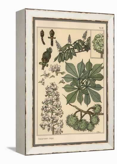 Chestnut Tree Botanical Study, 1897 (Lithograph)-Eugene Grasset-Framed Premier Image Canvas