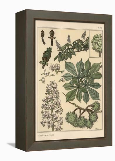 Chestnut Tree Botanical Study, 1897 (Lithograph)-Eugene Grasset-Framed Premier Image Canvas