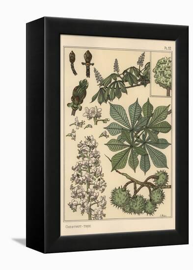 Chestnut Tree Botanical Study, 1897 (Lithograph)-Eugene Grasset-Framed Premier Image Canvas