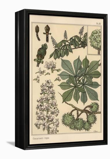 Chestnut Tree Botanical Study, 1897 (Lithograph)-Eugene Grasset-Framed Premier Image Canvas