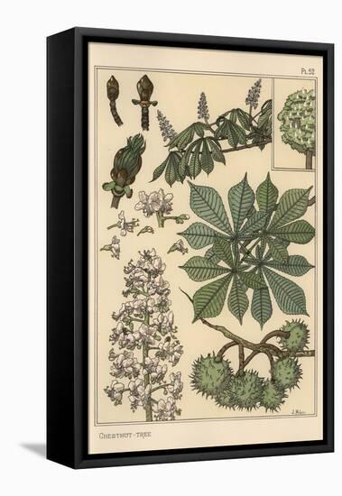 Chestnut Tree Botanical Study, 1897 (Lithograph)-Eugene Grasset-Framed Premier Image Canvas