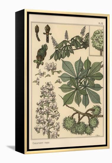 Chestnut Tree Botanical Study, 1897 (Lithograph)-Eugene Grasset-Framed Premier Image Canvas