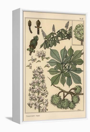 Chestnut Tree Botanical Study, 1897 (Lithograph)-Eugene Grasset-Framed Premier Image Canvas