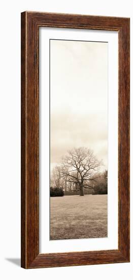Chestnut Tree-Alan Blaustein-Framed Photographic Print