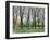 Chestnut Trees-Paul Cezanne-Framed Giclee Print