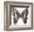 Chestnut Wings-Assaf Frank-Framed Giclee Print