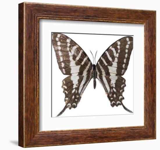 Chestnut Wings-Assaf Frank-Framed Giclee Print