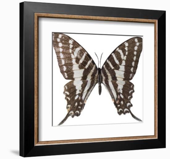 Chestnut Wings-Assaf Frank-Framed Giclee Print