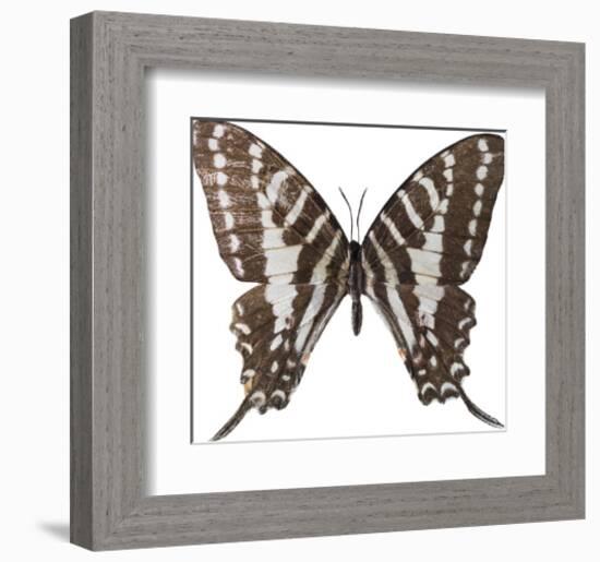 Chestnut Wings-Assaf Frank-Framed Giclee Print