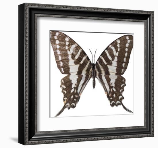 Chestnut Wings-Assaf Frank-Framed Giclee Print