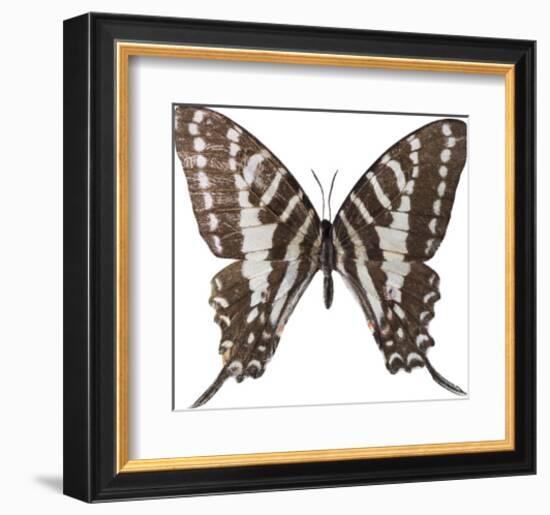 Chestnut Wings-Assaf Frank-Framed Giclee Print