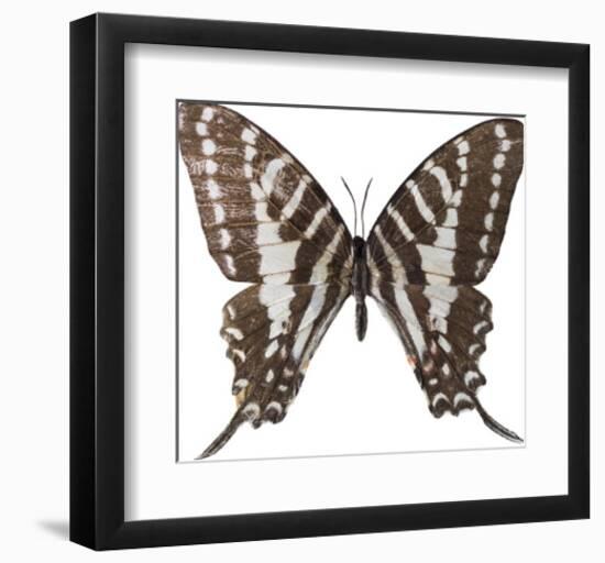 Chestnut Wings-Assaf Frank-Framed Giclee Print