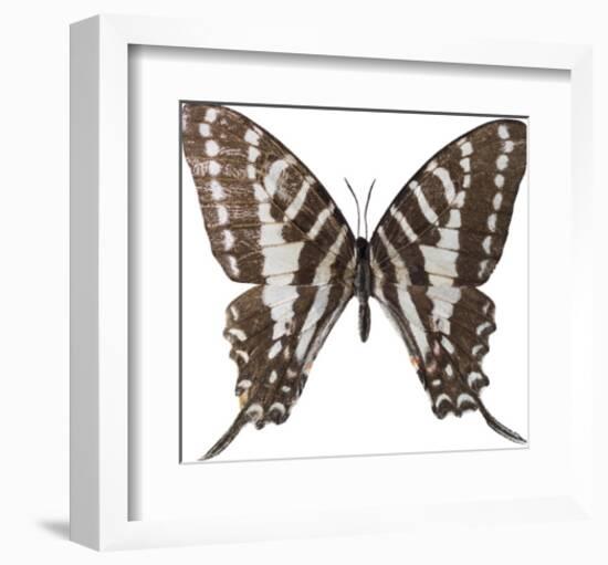 Chestnut Wings-Assaf Frank-Framed Giclee Print