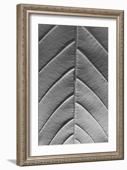 Chestnut-Jim Occi-Framed Photographic Print