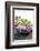 Chevrolet Vintage Car, the 50S, the Fifties, American Vintage Cars, Ocean Drive-Axel Schmies-Framed Photographic Print