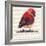 Chevron Baby Red Bird I-Patricia Pinto-Framed Art Print