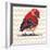 Chevron Baby Red Bird I-Patricia Pinto-Framed Premium Giclee Print