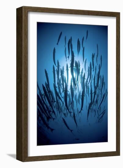 Chevron Barracuda-Matthew Oldfield-Framed Photographic Print