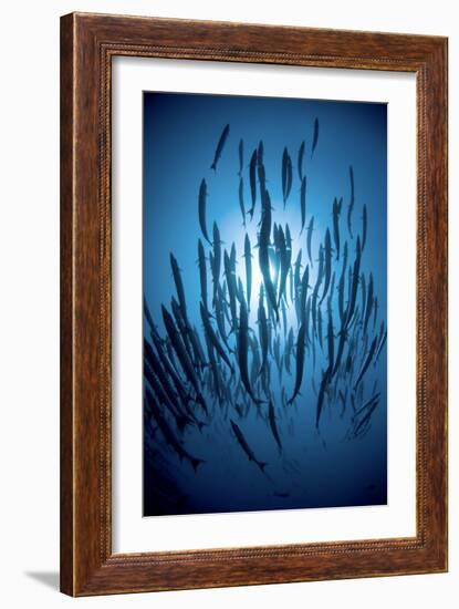 Chevron Barracuda-Matthew Oldfield-Framed Photographic Print