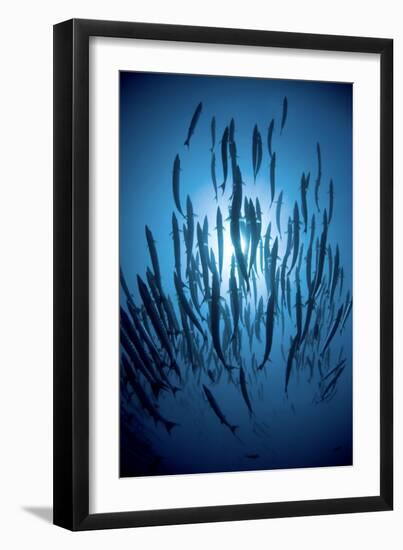 Chevron Barracuda-Matthew Oldfield-Framed Photographic Print