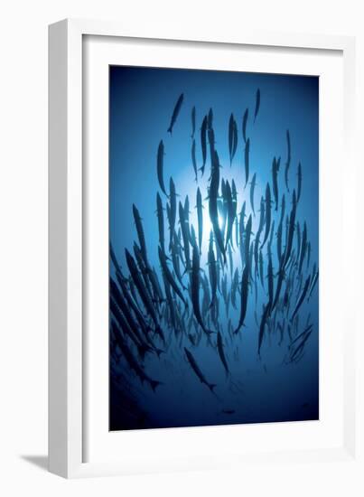 Chevron Barracuda-Matthew Oldfield-Framed Photographic Print