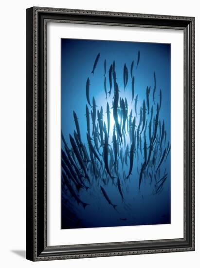 Chevron Barracuda-Matthew Oldfield-Framed Photographic Print