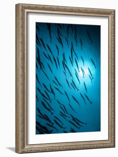 Chevron Barracuda-Matthew Oldfield-Framed Photographic Print