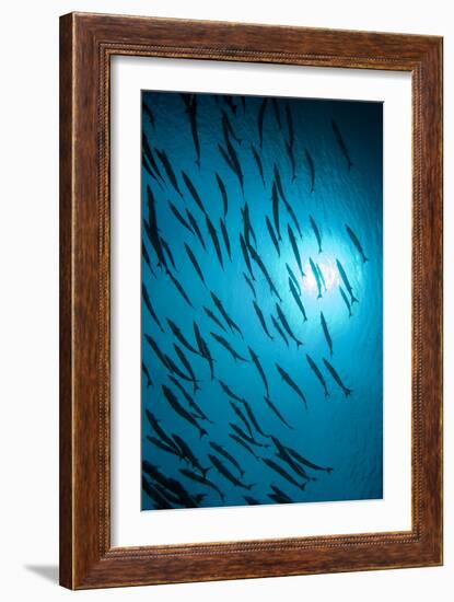 Chevron Barracuda-Matthew Oldfield-Framed Photographic Print