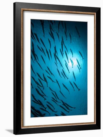 Chevron Barracuda-Matthew Oldfield-Framed Photographic Print