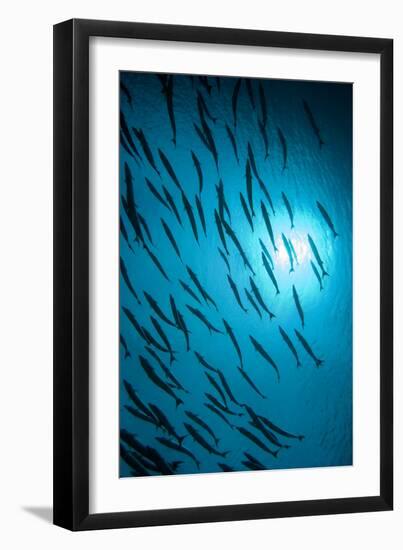 Chevron Barracuda-Matthew Oldfield-Framed Photographic Print