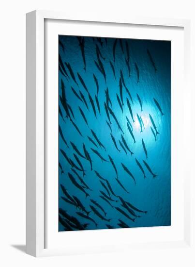 Chevron Barracuda-Matthew Oldfield-Framed Photographic Print