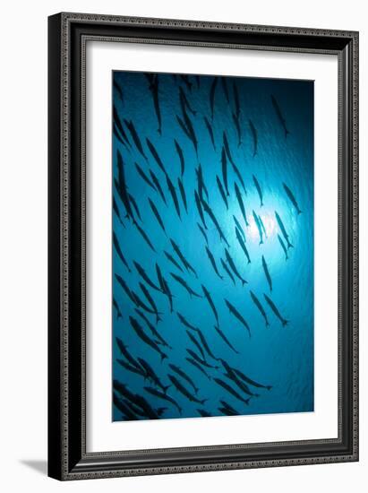 Chevron Barracuda-Matthew Oldfield-Framed Photographic Print