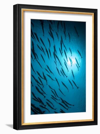 Chevron Barracuda-Matthew Oldfield-Framed Photographic Print