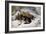 Chevy, 1868 (Oil on Canvas)-Edwin Landseer-Framed Giclee Print