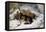 Chevy, 1868 (Oil on Canvas)-Edwin Landseer-Framed Premier Image Canvas