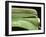 Chevy Streamline - Apple Green-Larry Hunter-Framed Photographic Print