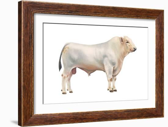 Chianini Bull, Beef Cattle, Mammals-Encyclopaedia Britannica-Framed Art Print