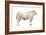 Chianini Bull, Beef Cattle, Mammals-Encyclopaedia Britannica-Framed Art Print