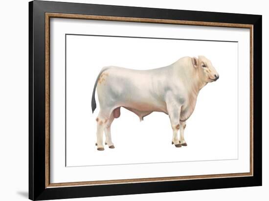 Chianini Bull, Beef Cattle, Mammals-Encyclopaedia Britannica-Framed Art Print