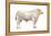 Chianini Bull, Beef Cattle, Mammals-Encyclopaedia Britannica-Framed Stretched Canvas