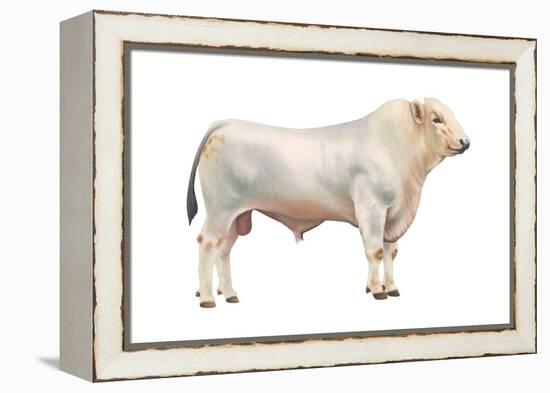 Chianini Bull, Beef Cattle, Mammals-Encyclopaedia Britannica-Framed Stretched Canvas